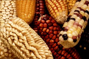 Agriculture