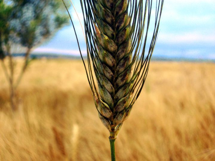 agriculture numérique