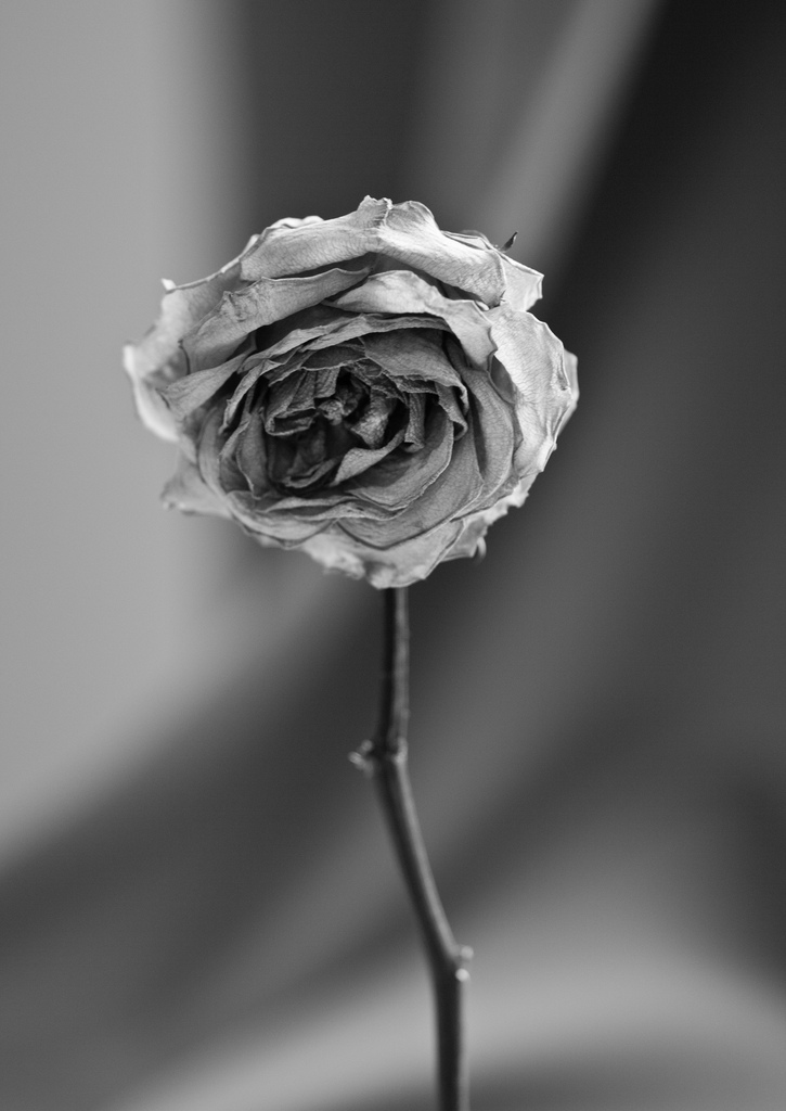 6531128287_77a689383e_b