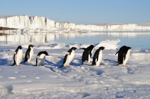 penguins-56097_1920